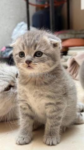 ذكر سكوتش فولد و بريتيش شورت هير