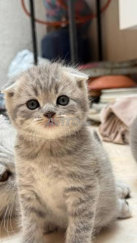 ذكر سكوتش فولد و بريتيش شورت هير - 2