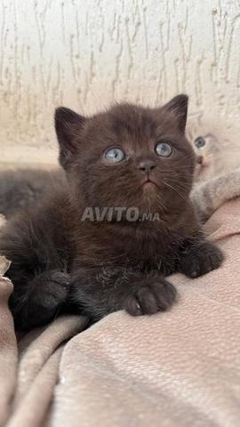 British shorthair & Scottish fold