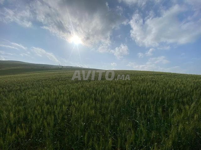 Terrain pour projet agricole