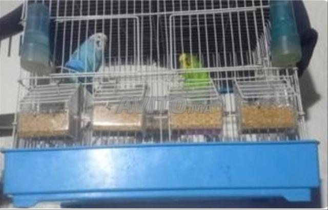 زواج بيروش بقفص وعش مجهز