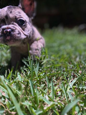 Bulldog français merle exotique yeux bleus - 2