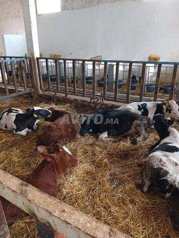 عجول للبيع بصحة جيدة وسعر مناسب