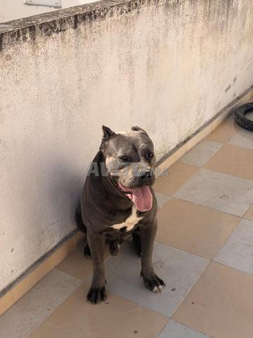 Chien Cane Corso - 2