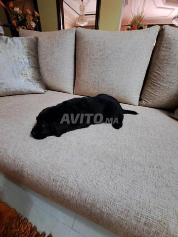 Femelle Labrador - 2