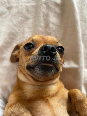 Femelle Labrador & mâle Chihuahua