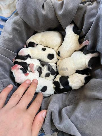 Chiots Bouledogue Français à vendre - 2