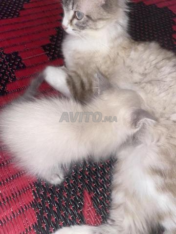 🐱 Petit chaton Long Hair très beau à adopter * 😻 - 2