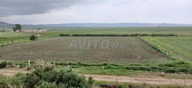 أرض محفظة للبيع بكدور - terrain à vendre à Begdour