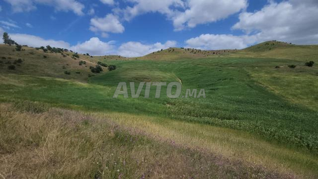 Terrain agricole à vendre commune de Bir - 2
