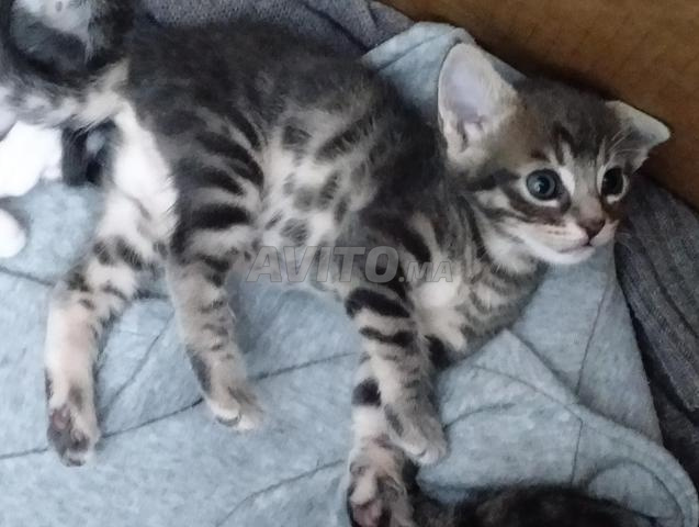 Chats à adopter - 2