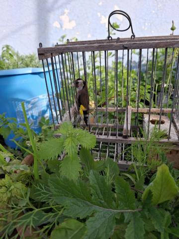 Je vends mes oiseaux chardonnerets - 2