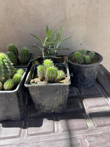صبار للحديقة - 2