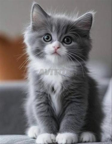 Bébé chaton norvégien