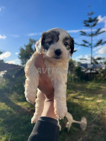 Bichon Havanais
