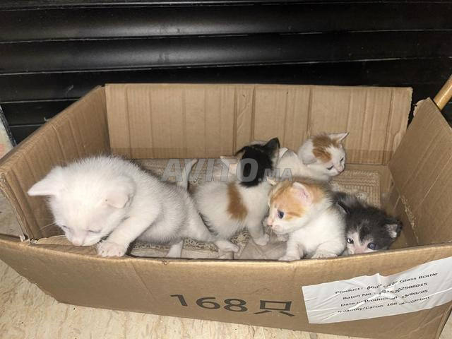 Bébé Chat à donner gratuitement - 2