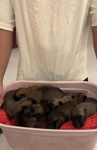2 chiots malinois pedigree femelle - 2