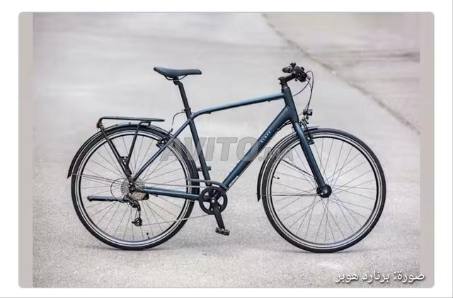 Elops velos