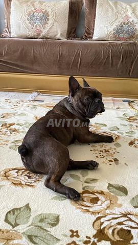 Chiot Bulldog - 2