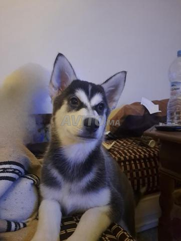 Chiot Husky x Malamute mâle à vendre - 2
