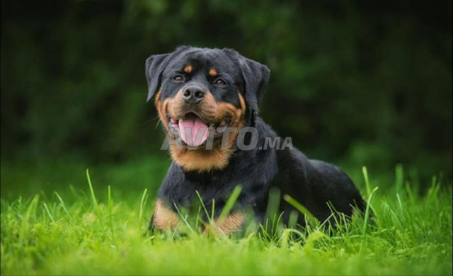 Femelle rottweiler pure race âgée de 6 mois - 2