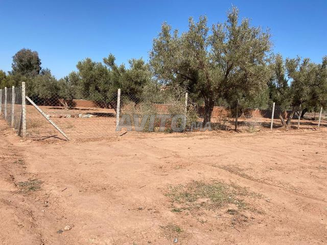 Vente Terrain nu de 1000 m2 à Marrakech - 2