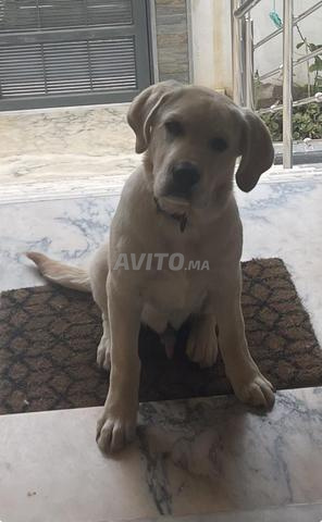 Labrador de 6 mois, vacciné et dressé - 2