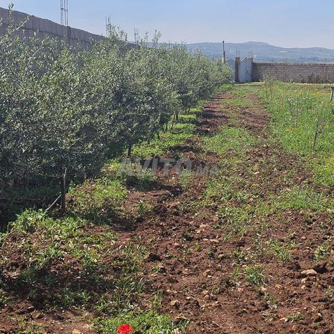 للبيع أرض مسجلة بشجر الزيتون واللوز