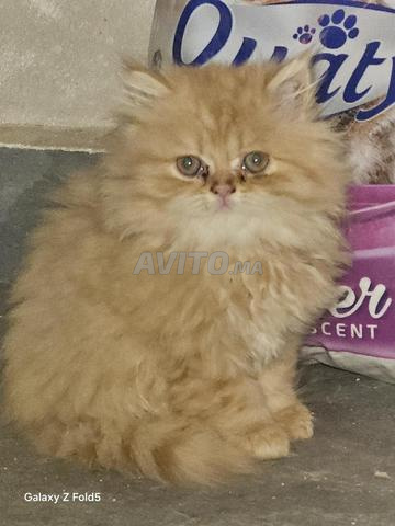 Chatons persans - 2