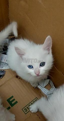 Chat Angora et Siamois