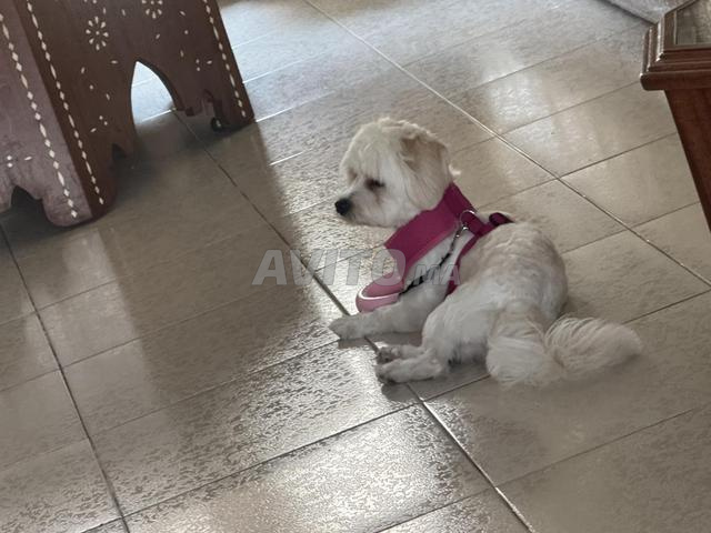 Mignon Bichon maltais à adopter - 2