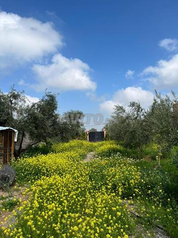 Magnifique ferme Melkia à vendre à Sidi Bouyahya - 2