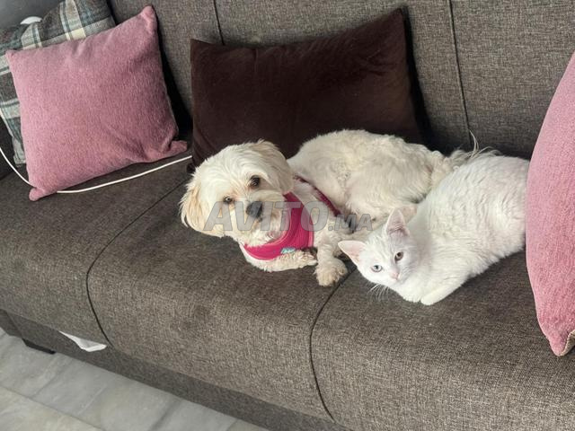 Chat Ragdol - 2