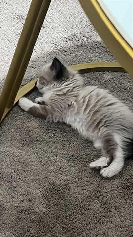 Chat siamois - 2