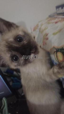 Chat Pour adoption (Avec litiere et tasses)