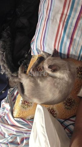 Chat Pour adoption (Avec litiere et tasses) - 2