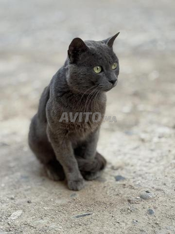 Chat British Shorthair - 2