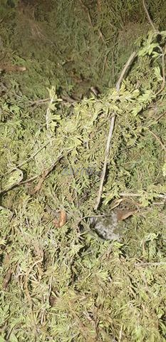 زعتر جبلي أصيل ونقي، جودة ممتازة