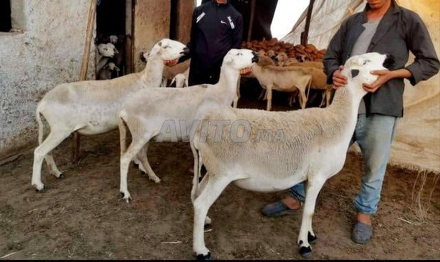 20 نعجة صردية جيدة للبيع
