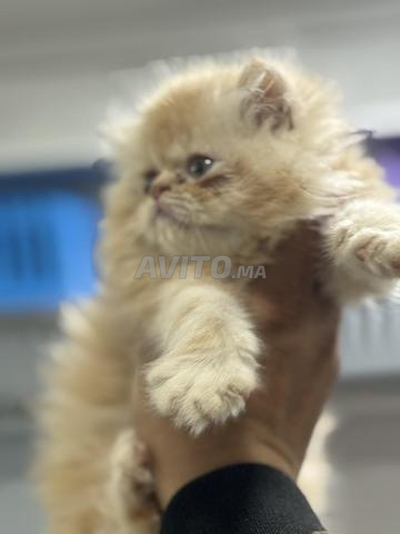 chaton persan - 2