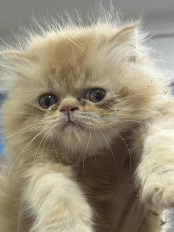 chaton persan