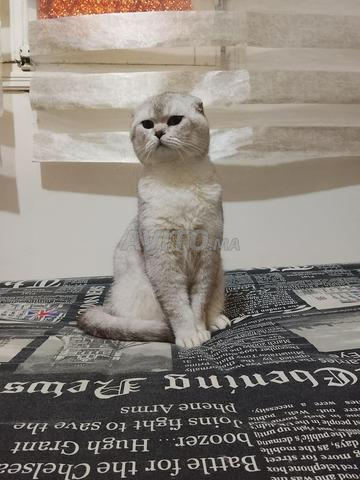 Scottish Fold - 2