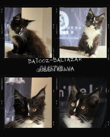 Chaton Maine Coon d'Exception – Pedigree WCF - 2