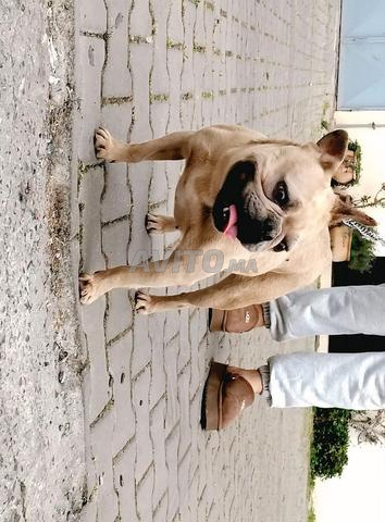 Bouledogue français exotique - 2