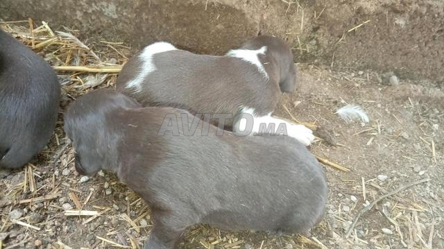 Chiots de chiens de chasse - 2