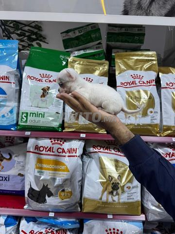 Femelle chihuahua - 2