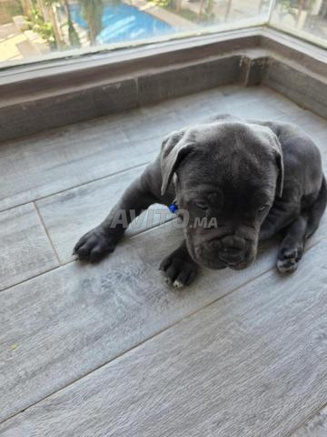 Chiot cane corso gris - 2