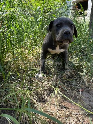 Femelle Cane Corso - 2