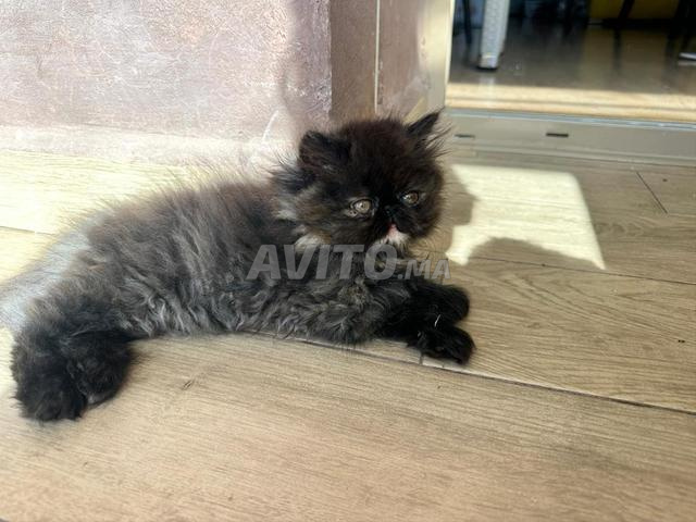 Très beaux chatons Persans – Caractère doux - 2