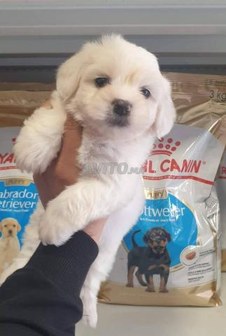 Bichon maltais - 2